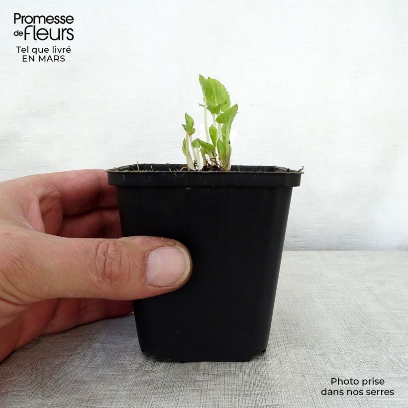 Amostra de Campânula latifolia var. macrantha Vaso de 8/9 cm tal como entregue na primavera