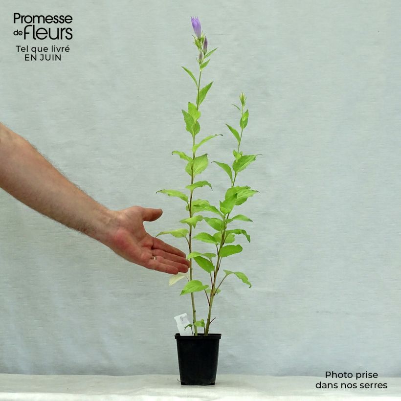 Amostra de Campânula latifolia var. macrantha Vaso de 8/9 cm tal como entregue no verão