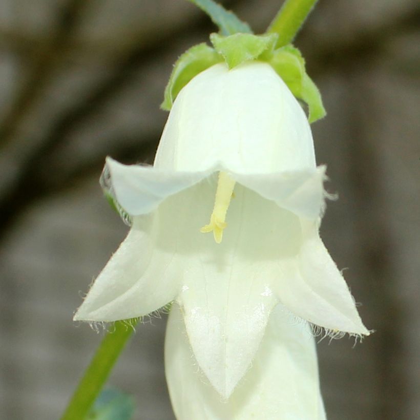 Campânula ochroleuca (Floração)