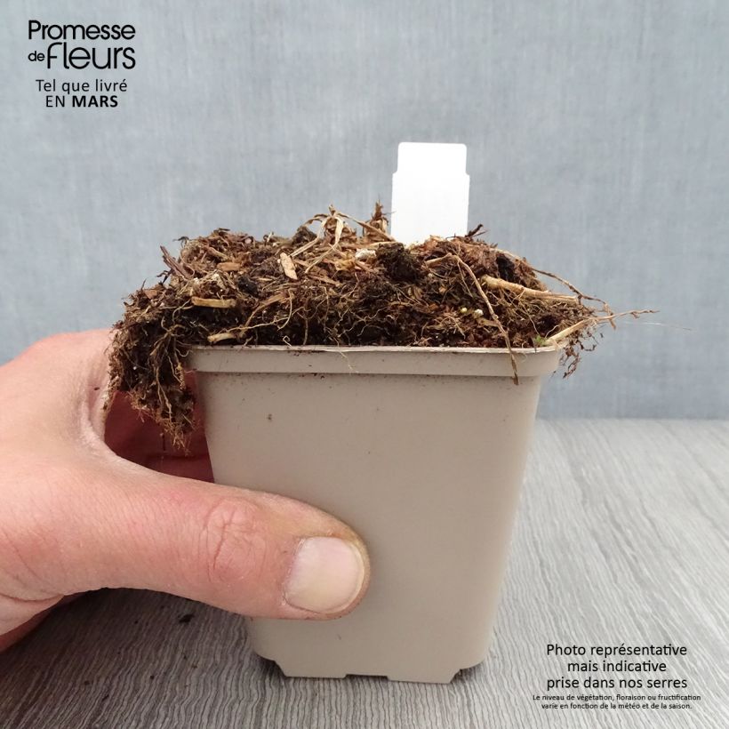 Amostra de Campanule persicifolia Hidcote Amethyst - Campanule à feuilles de pêcher Vaso de 8/9 cm tal como entregue na primavera