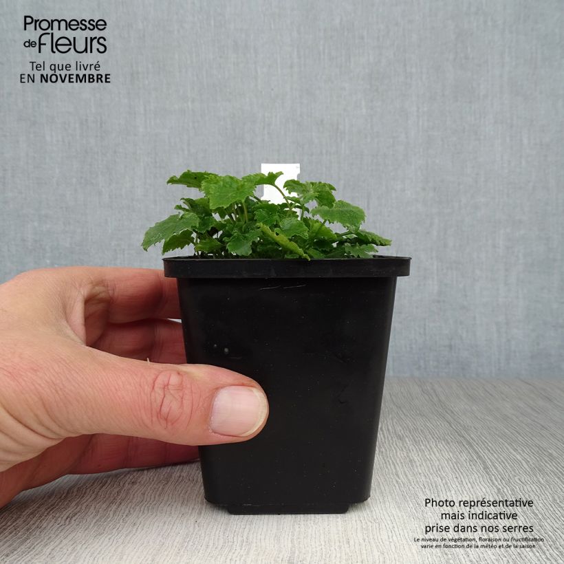 Amostra de Campânula poscharskyana Vaso de 7/8 cm tal como entregue no outono