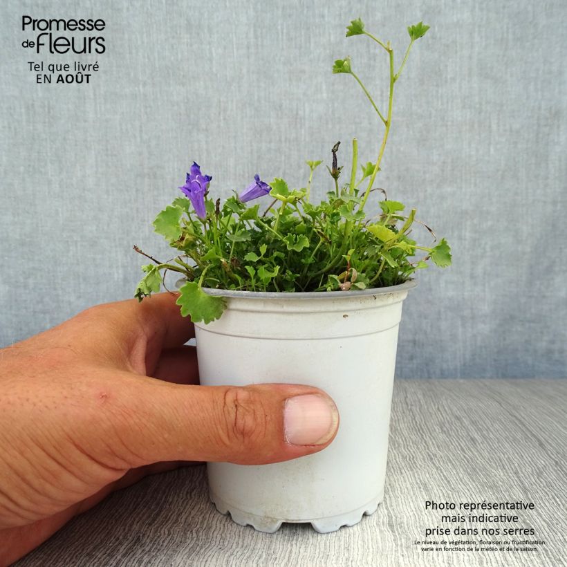 Amostra de Campânula poscharskyana Vaso de 7/8 cm tal como entregue no verão