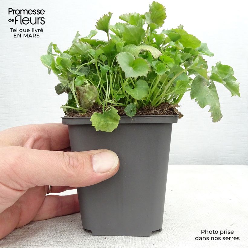 Amostra de Campanule poscharskyana Vaso de 7/8 cm tal como entregue no inverno