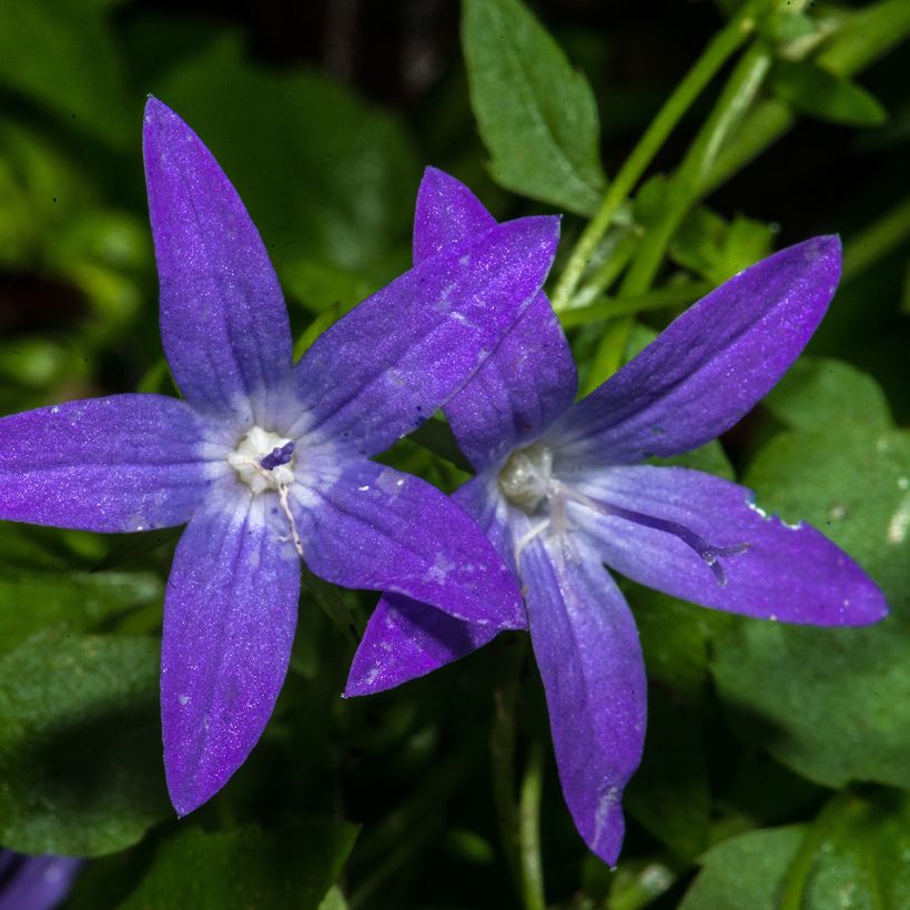 Campânula poscharskyana (Floração)