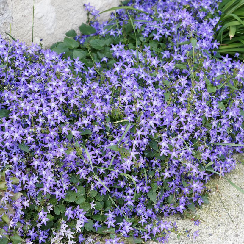 Campânula poscharskyana (Hábito)
