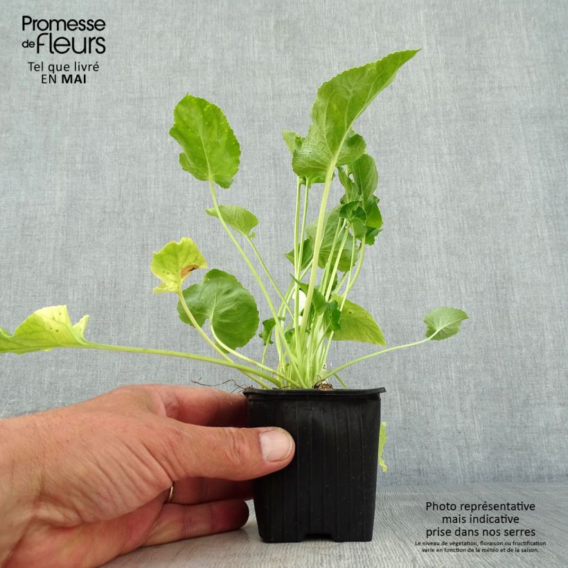 Amostra de Campânula piramidalis Alba Vaso de 8/9 cm tal como entregue na primavera