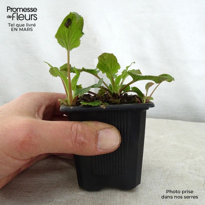 Amostra de Campânula takesimana Alba Vaso de 8/9 cm tal como entregue na primavera