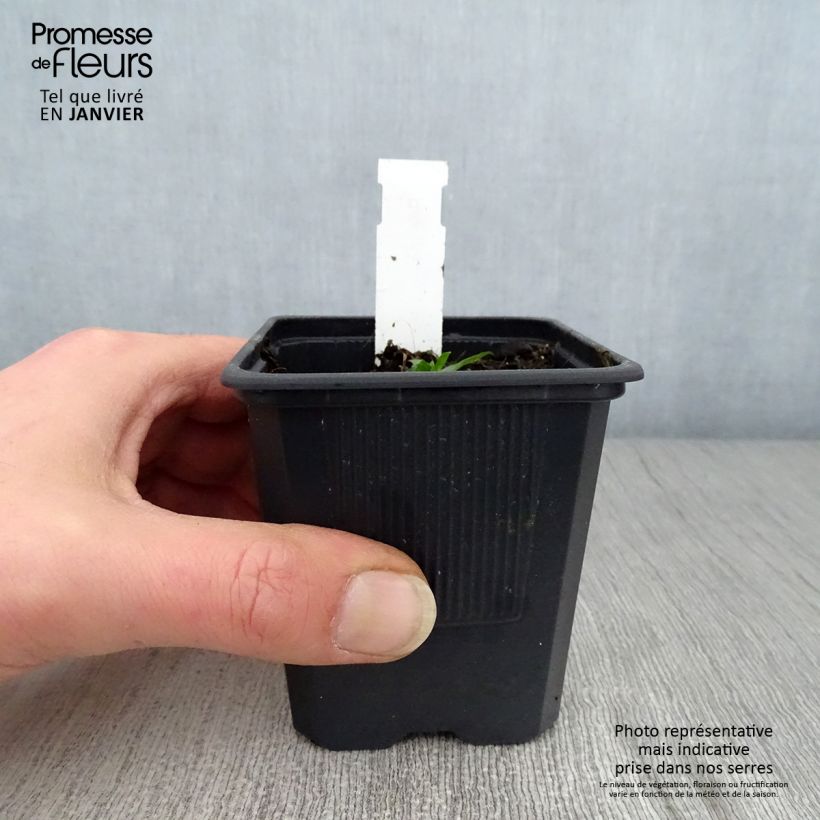 Amostra de Campanule takesimana Alba Vaso de 8/9 cm tal como entregue no inverno