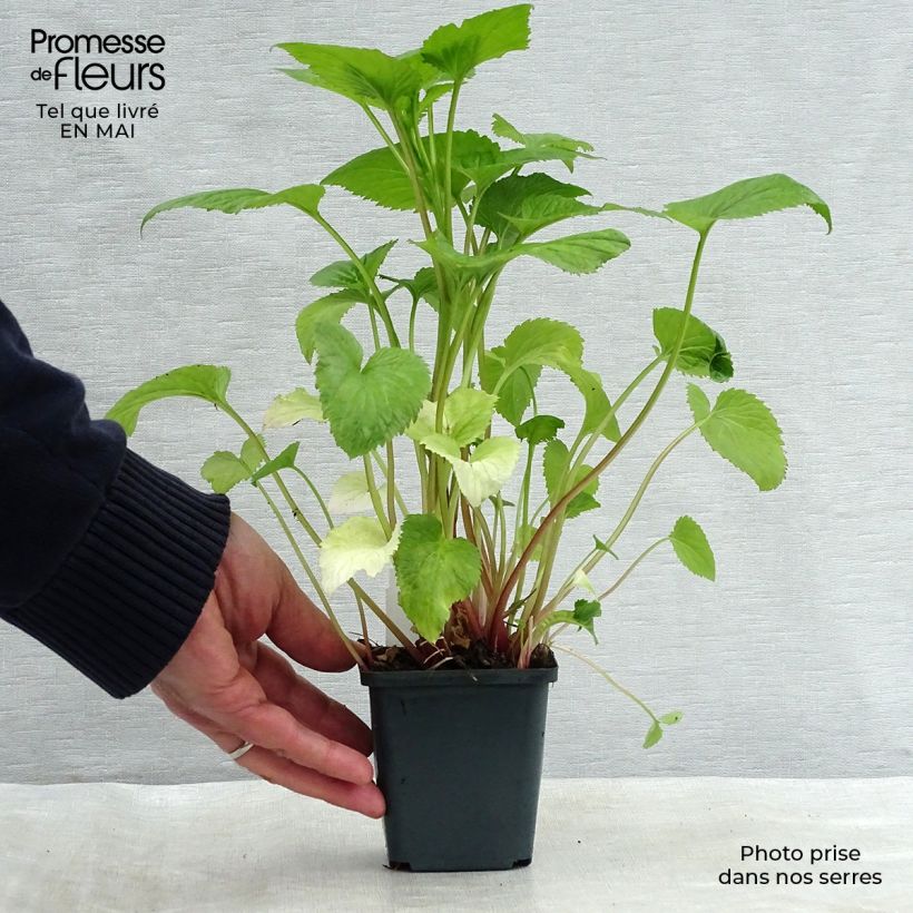 Amostra de Campânula takesimana Vaso de 8/9 cm tal como entregue na primavera