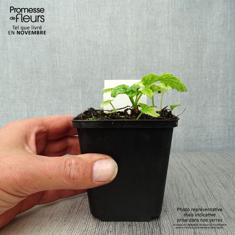 Amostra de Campânula takesimana Vaso de 8/9 cm tal como entregue no outono