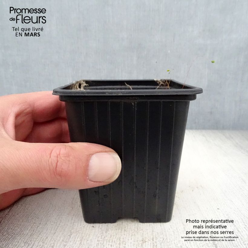 Amostra de Campânula takesimana Elisabeth Vaso de 7/8 cm tal como entregue na primavera