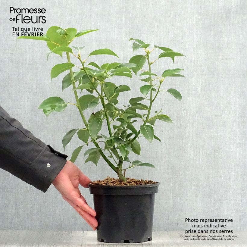 Amostra de Camphrier - Cinnamomum camphora Vaso de 2 L/3 L tal como entregue no inverno