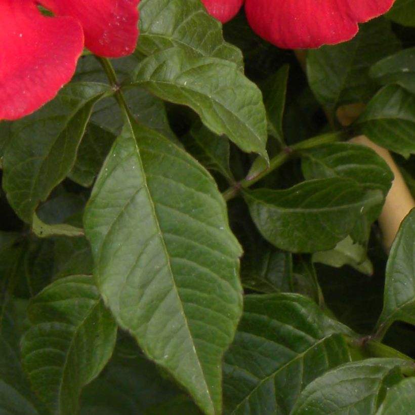 Bignónia Summer Jazz Fire (Folhagem)