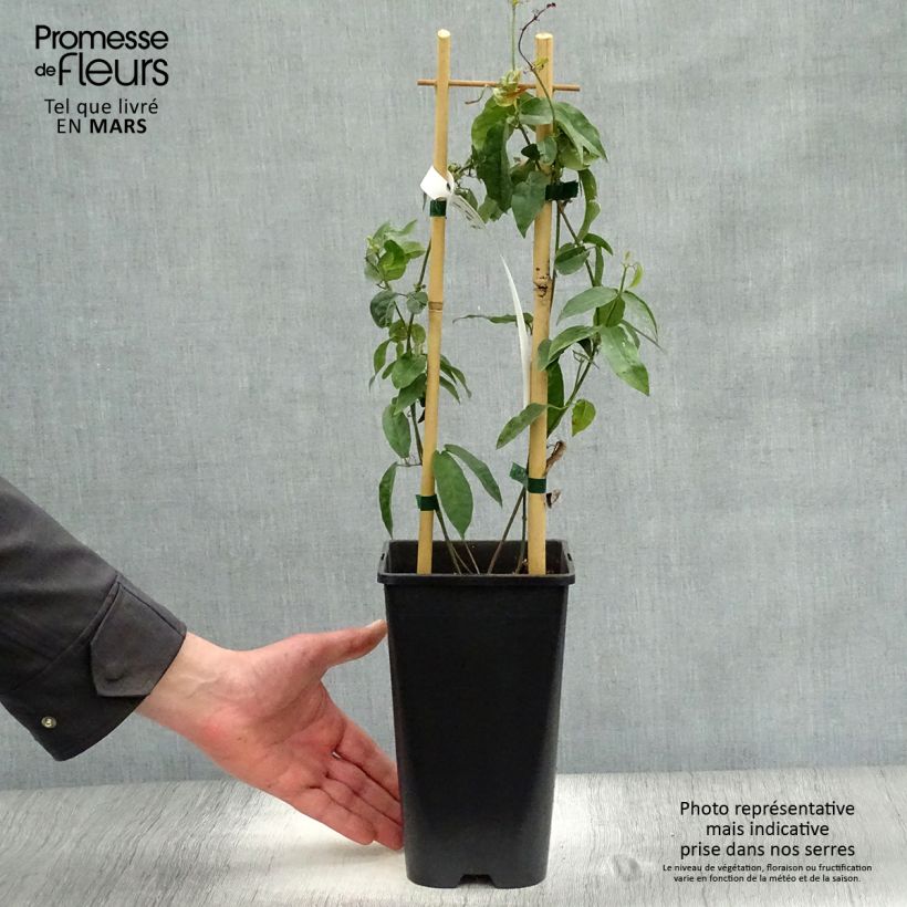 Amostra de Campsis capreolata - Bignone à vrilles Vaso de 2 L/3 L tal como entregue na primavera