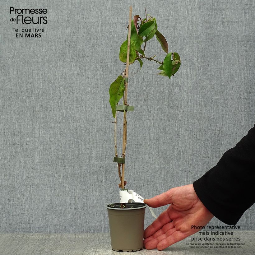 Amostra de Bignónia capreolata Tangerine Beauty Vaso de 8/9 cm tal como entregue na primavera