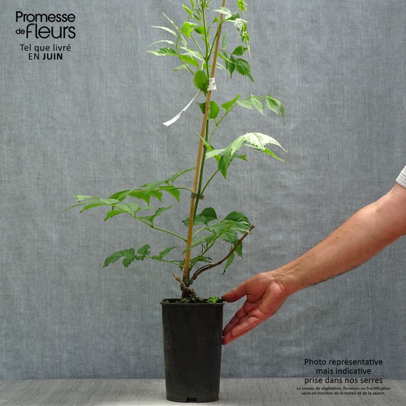 Amostra de Bignónia grandiflora Vaso de 2 L/3 L tal como entregue no verão
