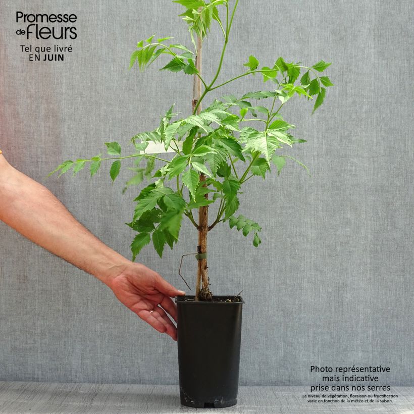 Amostra de Bignónia grandiflora Vaso de 2 L/3 L tal como entregue na primavera