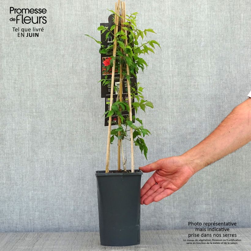 Amostra de Bignónia radicans Vaso de 2 L/3 L tal como entregue na primavera