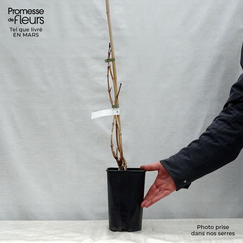 Amostra de Bignónia radicans Indian Summer Vaso de 2 L/3 L tal como entregue na primavera