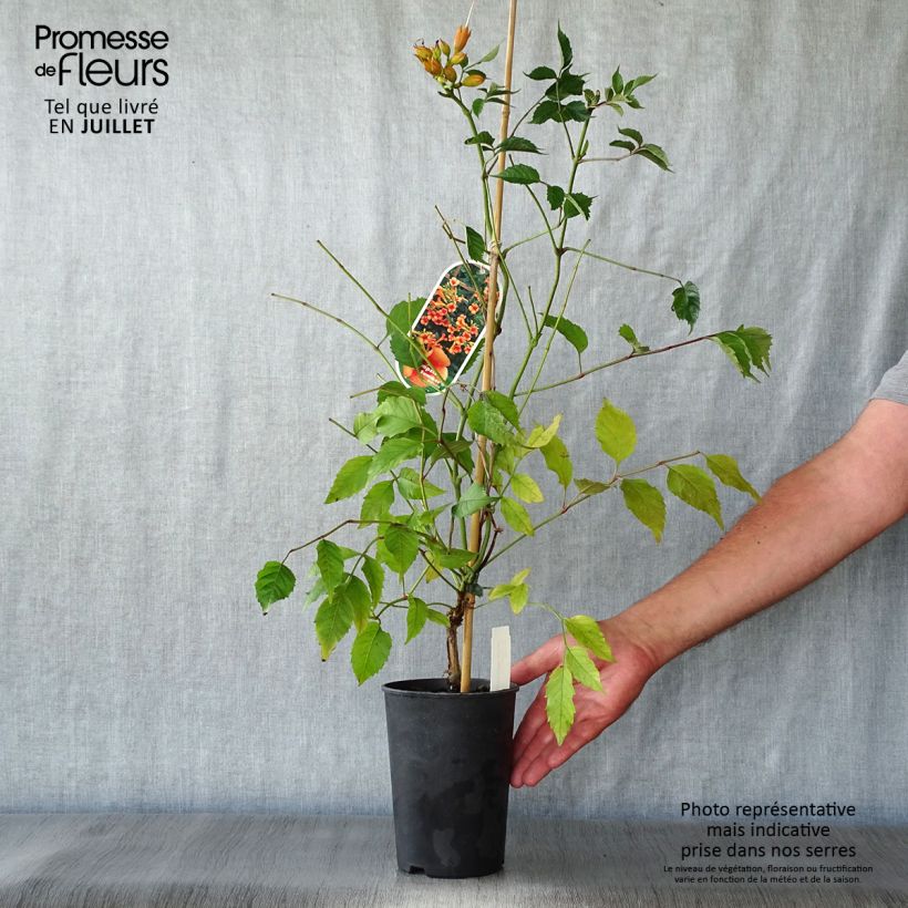 Amostra de Bignónia radicans Indian Summer Vaso de 2 L/3 L tal como entregue no verão