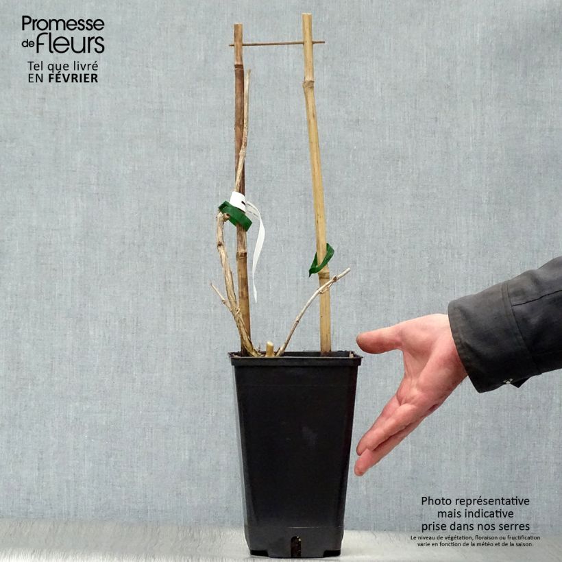 Amostra de Campsis radicans Judy - Bignone de Virginie Vaso de 2 L/3 L tal como entregue no inverno