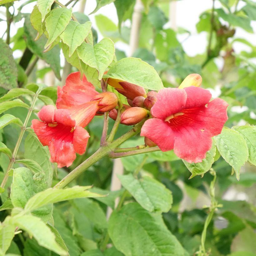 Bignónia radicans Stromboli (Floração)
