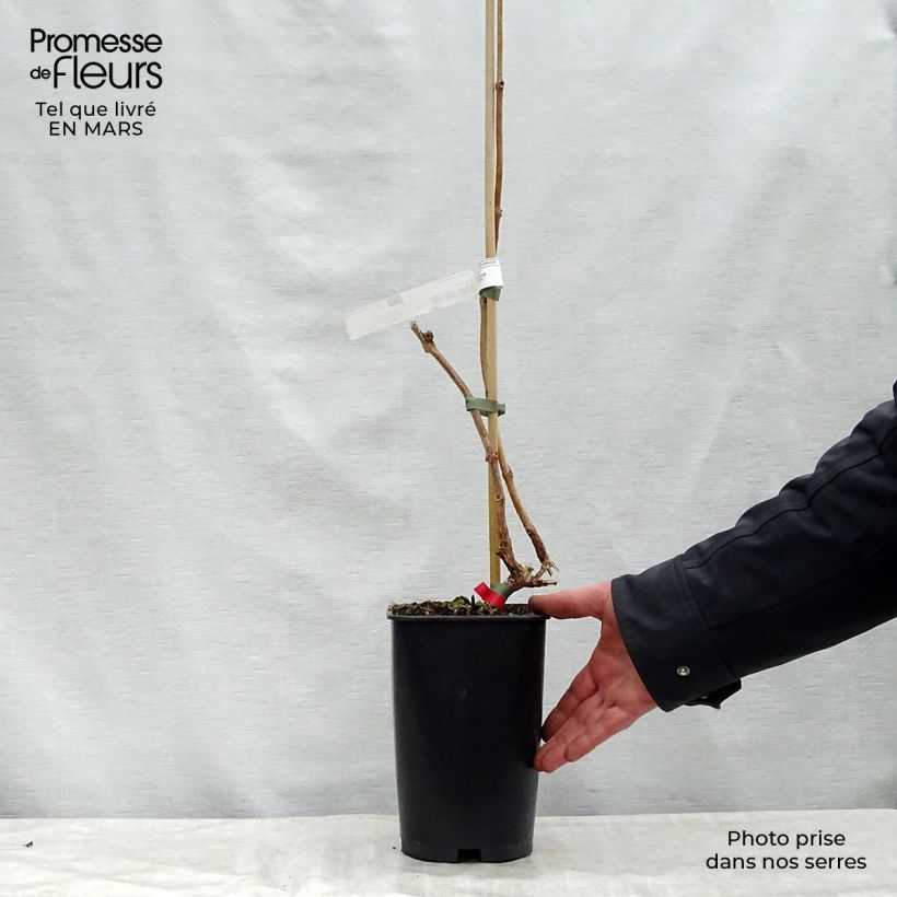 Amostra de Bignónia radicans Stromboli Vaso de 2 L/3 L tal como entregue na primavera