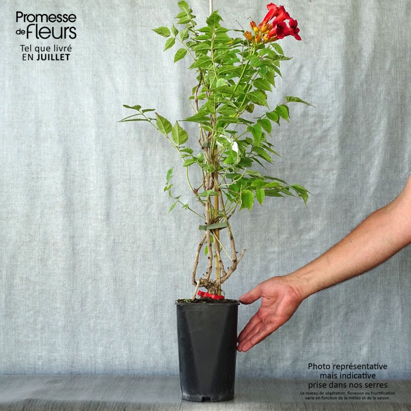 Amostra de Bignónia radicans Stromboli Vaso de 2 L/3 L tal como entregue no verão