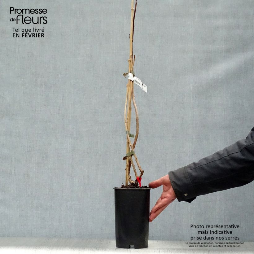 Amostra de Campsis radicans Stromboli - Bignone de Virginie Vaso de 2 L/3 L tal como entregue no inverno