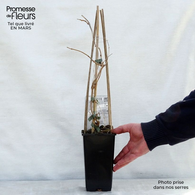 Amostra de Bignónia radicans Yellow Trumpet Vaso de 2 L/3 L tal como entregue na primavera