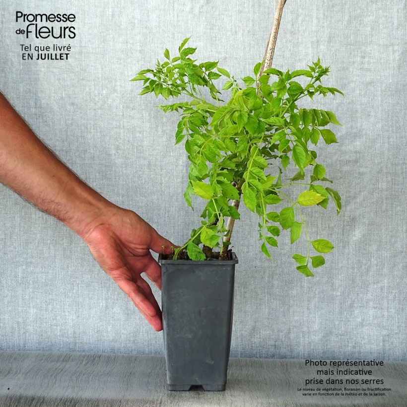 Amostra de Bignónia radicans Yellow Trumpet Vaso de 2 L/3 L tal como entregue no verão