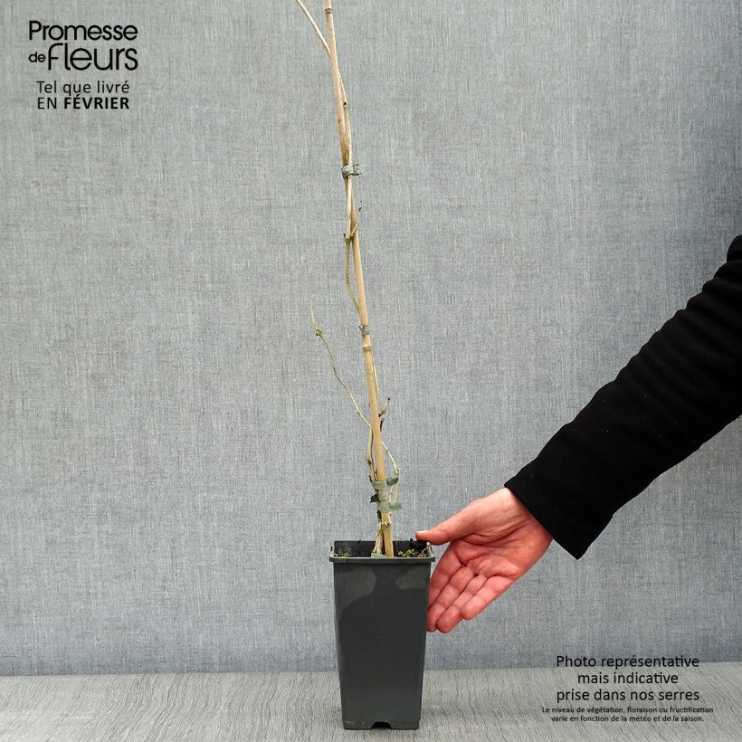 Amostra de Bignónia radicans Yellow Trumpet Vaso de 2 L/3 L tal como entregue no inverno