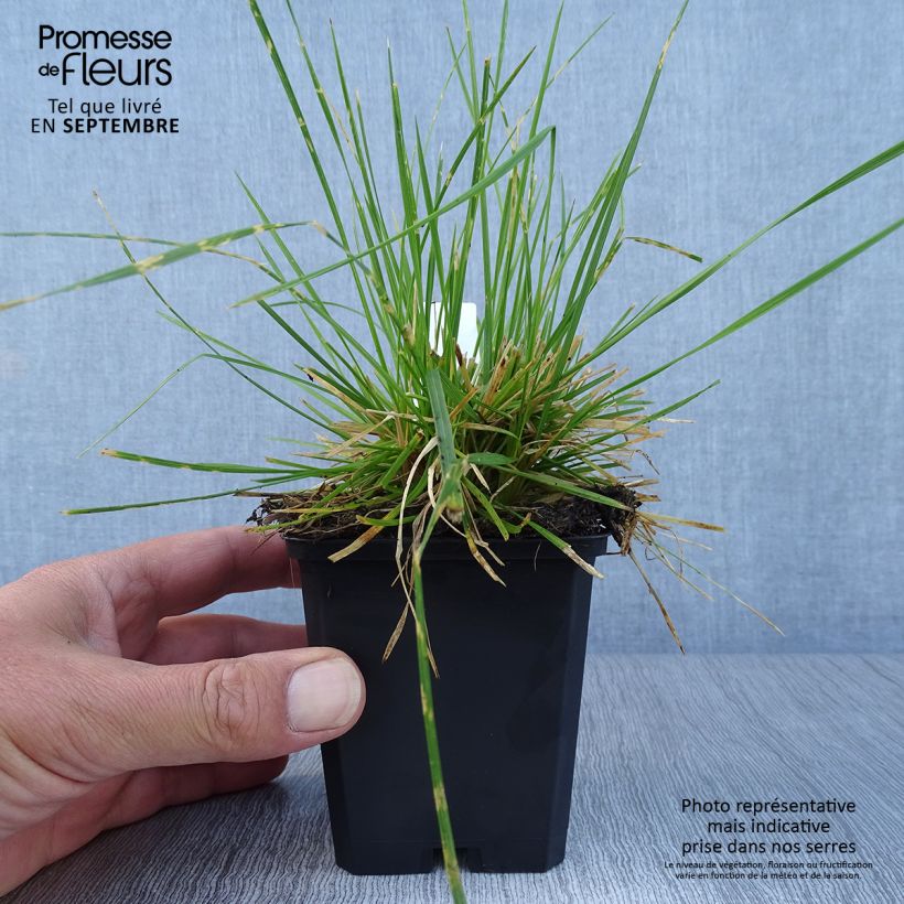 Amostra de Deschampsia cespitosa Northern Lights Vaso de 8/9 cm tal como entregue no outono