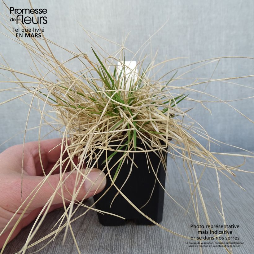 Amostra de Canche cespiteuse Northern Lights - Deschampsia cespitosa  Godet de 8/9 cm tal como entregue no inverno
