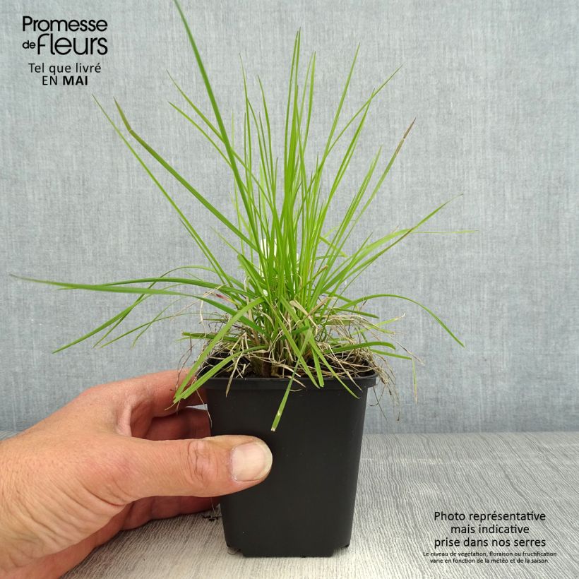 Amostra de Deschampsia cespitosa Northern Lights Vaso de 8/9 cm tal como entregue na primavera
