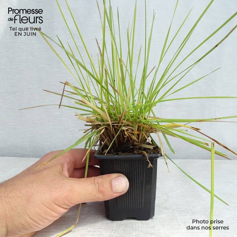 Amostra de Deschampsia cespitosa Tauträger Vaso de 8/9 cm tal como entregue no verão