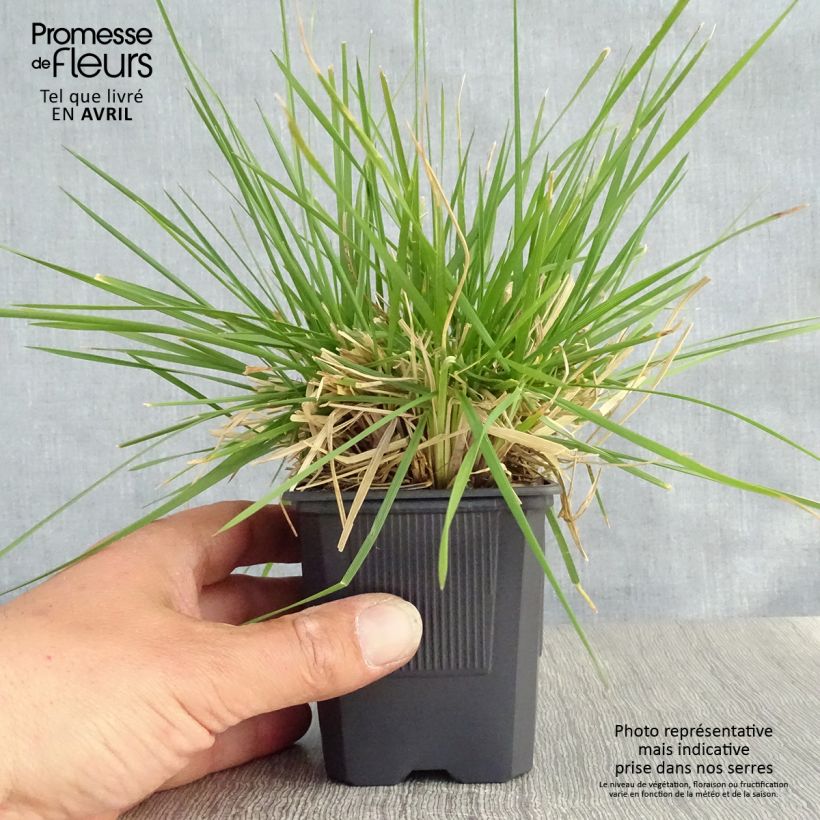 Amostra de Deschampsia cespitosa Tauträger Vaso de 8/9 cm tal como entregue na primavera