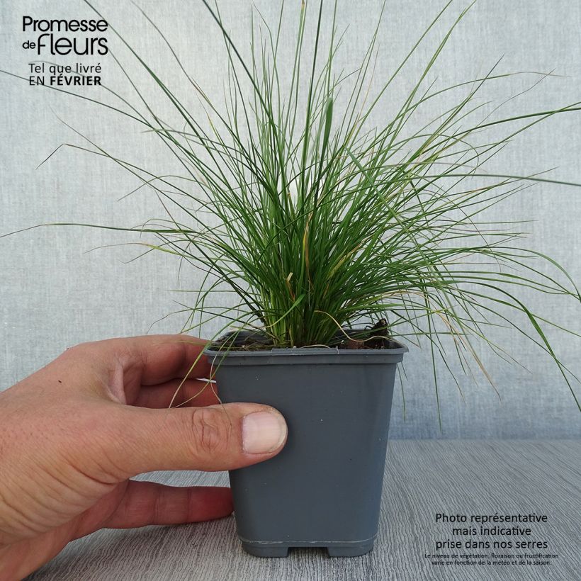 Amostra de Deschampsia cespitosa Vivipara Vaso de 8/9 cm tal como entregue no outono