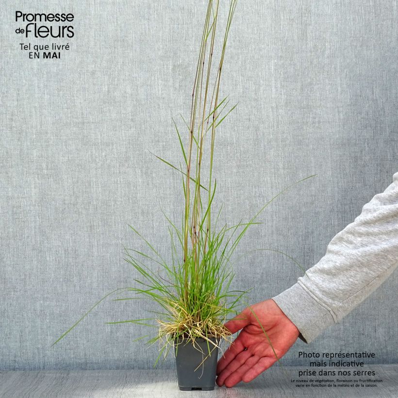 Amostra de Deschampsia cespitosa Vivipara Vaso de 8/9 cm tal como entregue na primavera