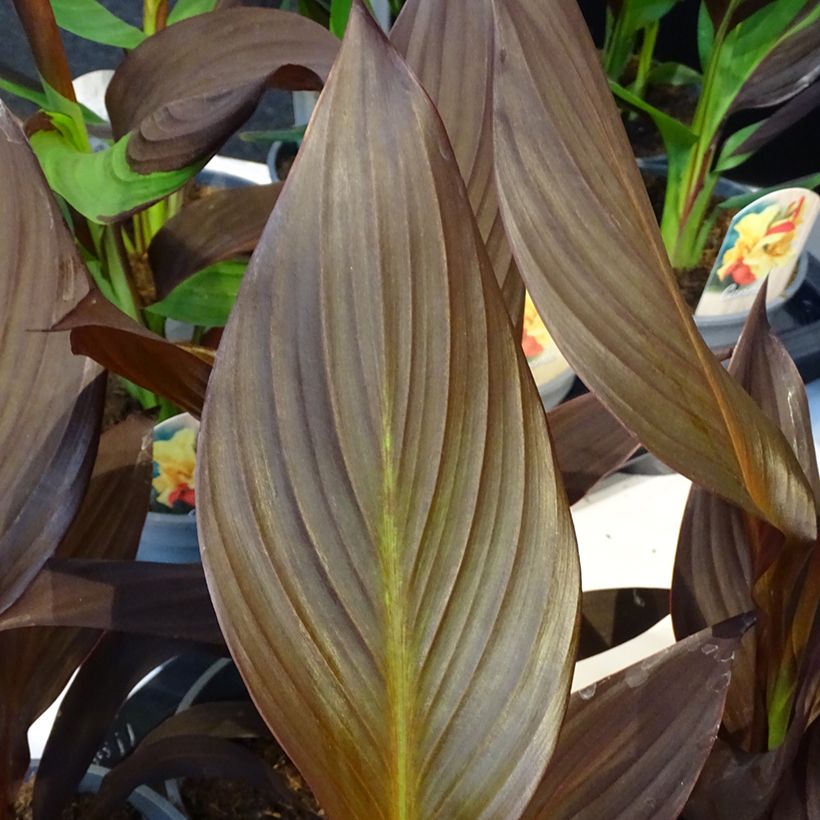 Canna Mme Angèle Martin (Folhagem)