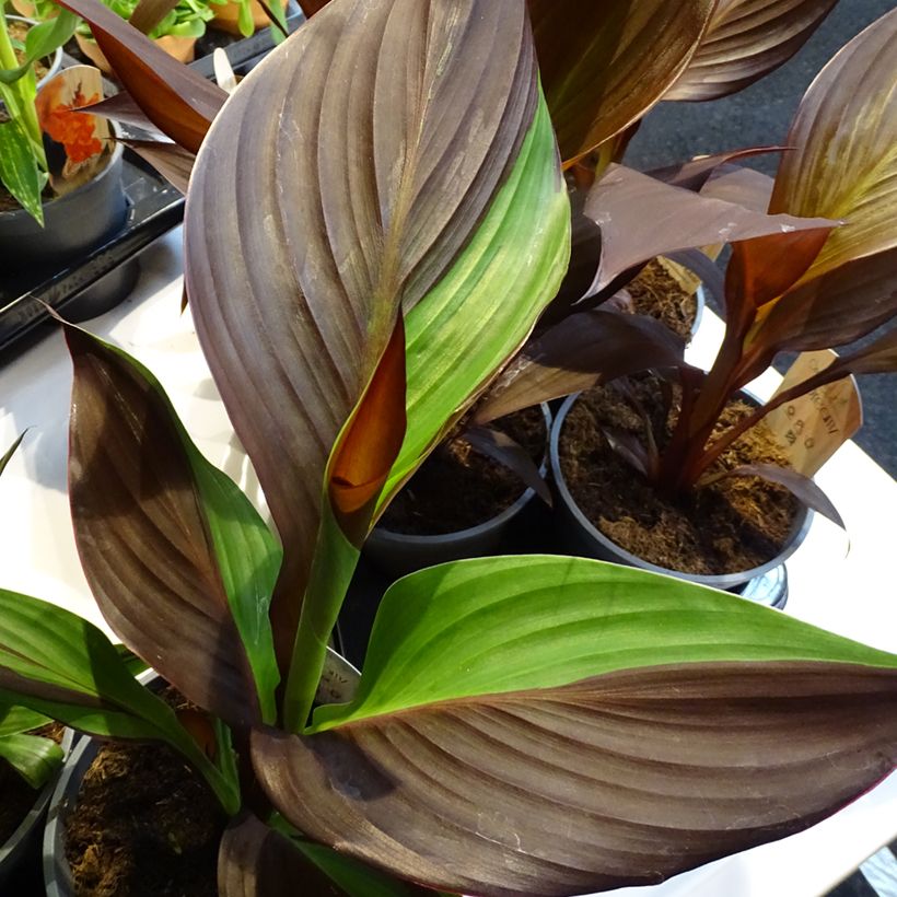 Canna Cleopatra (Folhagem)