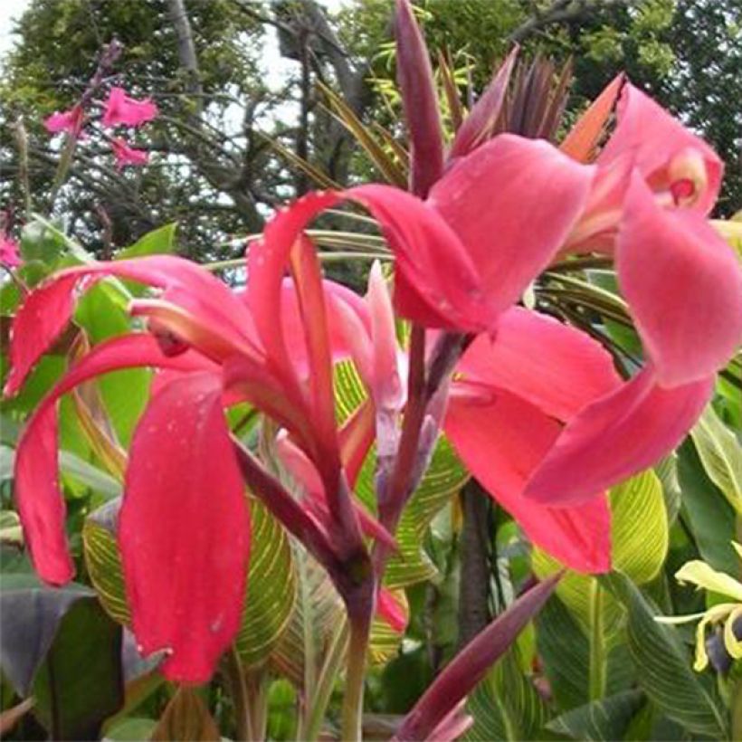 Canna Endeavour (Floração)
