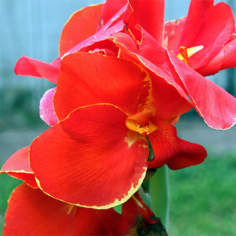 Canna Lolita (Floração)