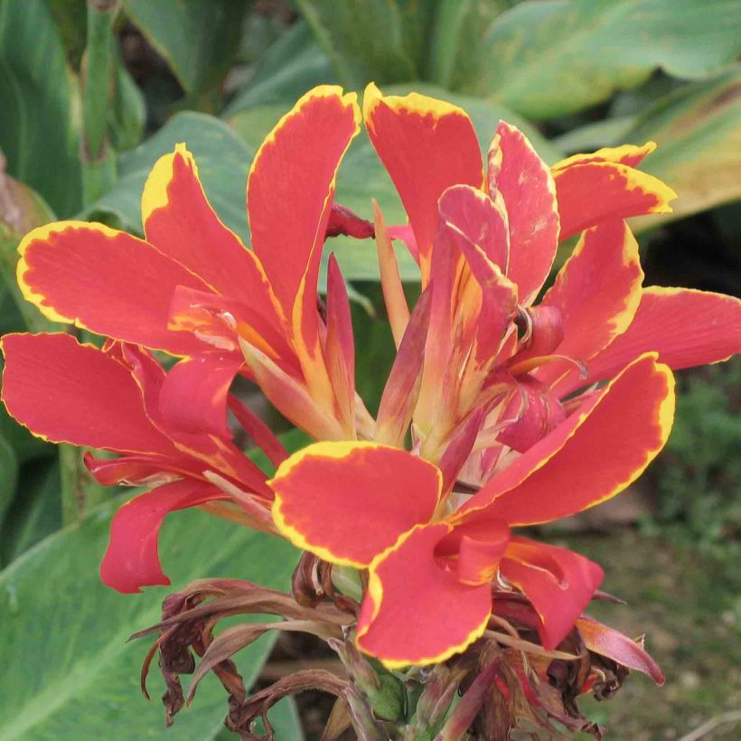 Canna Lucifer (Floração)