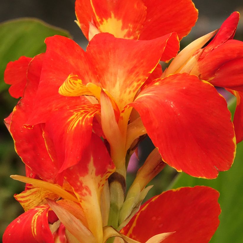 Canna Lucifer (Floração)