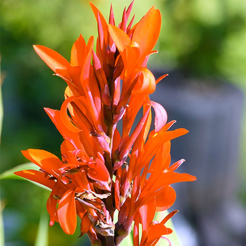 Canna Marabout (Floração)
