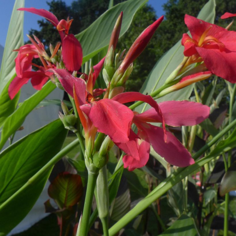 Canna Perkeo (Floração)