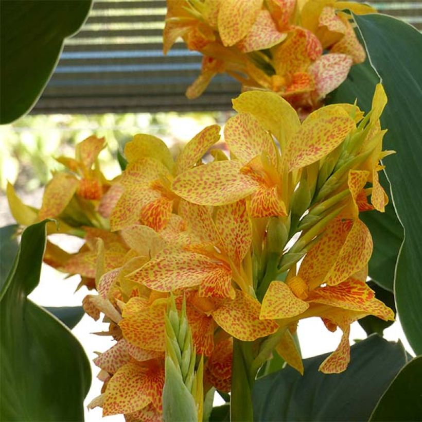 Canna Picasso (Floração)