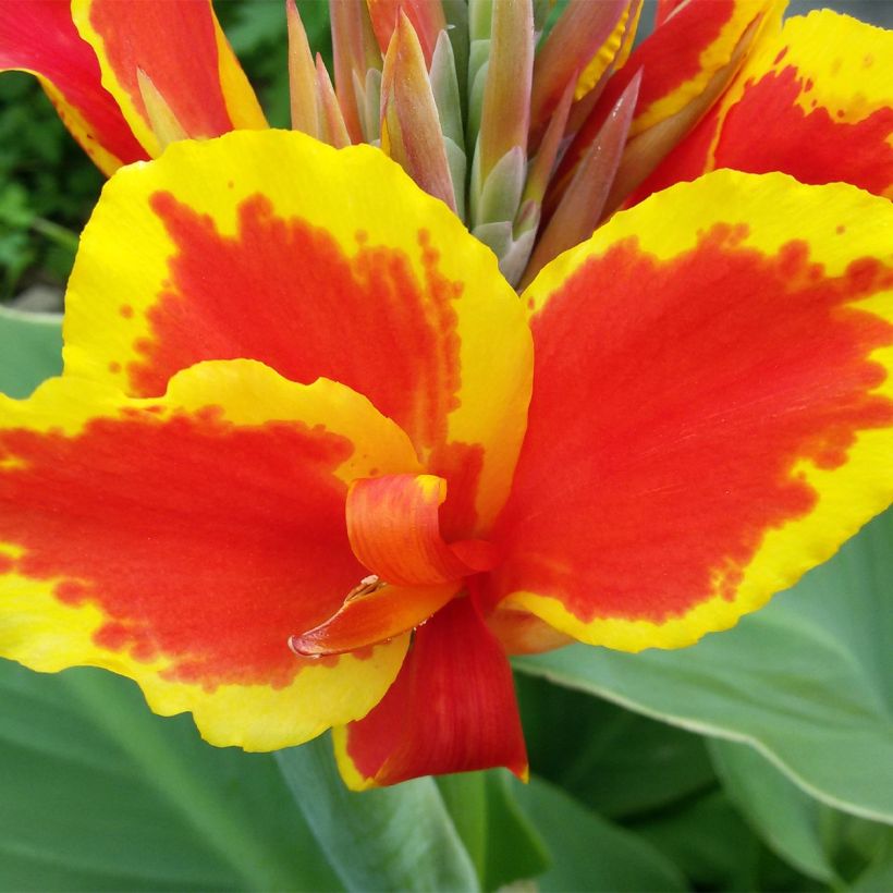 Canna Queen Charlotte (Floração)