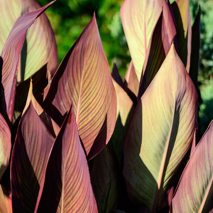 Canna indica Pink and Roses (Folhagem)